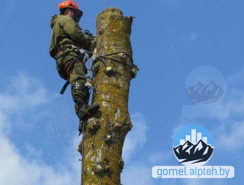 Спилить дерево в Гомеле и Гомельской области